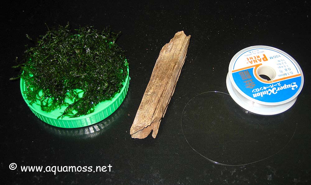 Aquatic Moss. How to grow Aquatic Moss. Info on Java Moss, Christmas Moss, Taiwan Moss, Peacock ...