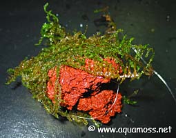How to tie aquatic moss to lava rock