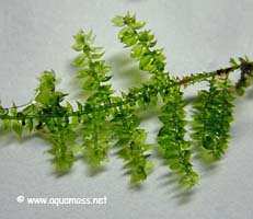 Christmas Moss - Vesicularia montagnei