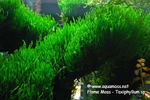 Flame Moss - Taxiphyllum sp.