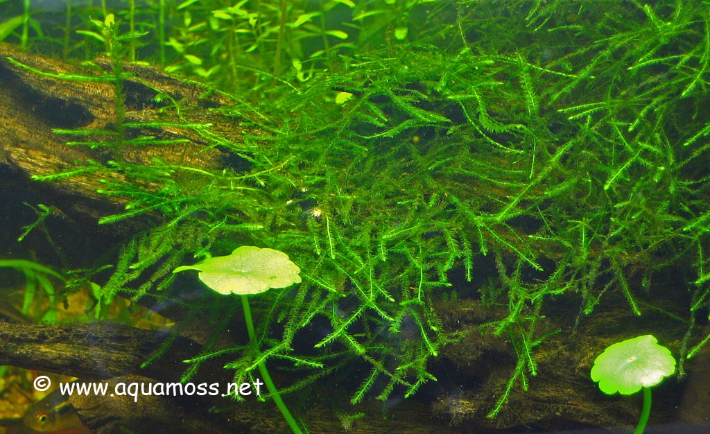 download java moss for free