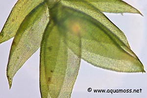 Java Moss - Taxiphyllum barbieri - Cell Structure