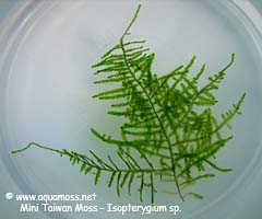Mini Taiwan Moss - Isopterygium sp.