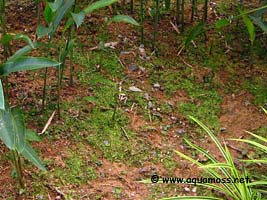 Singapore Moss - Vesicularia dubyana