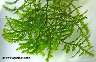 Singapore Moss - Vesicularia dubyana