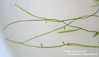 String Moss (Japan Moss)