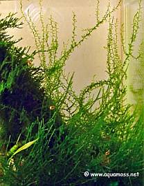Stringy Moss - Leptodictyum riparium