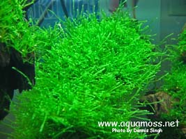 Taiwan Moss - Taxiphyllum alternans