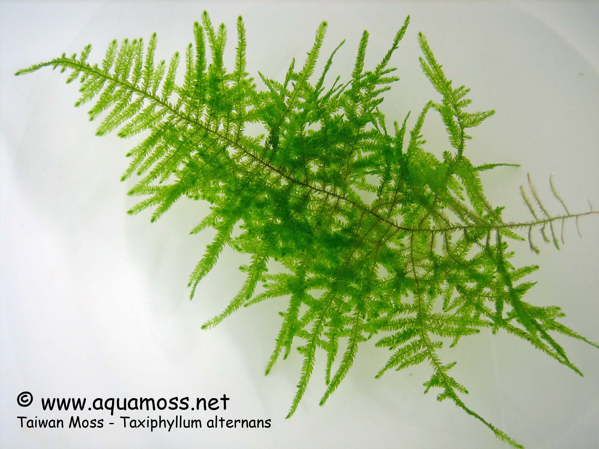 http://www.aquamoss.net/Taiwan-Moss/images/Taiwan-Moss-Closeup-01.jpg