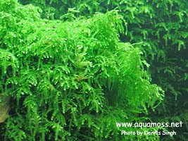 Weeping Moss - Vesicularia ferriei
