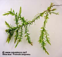 Willow Moss - Fontinalis antipyretica